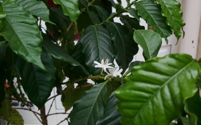 Primavara unui arbust de cafea