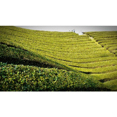 Ceai Verde Japonez Bio Matcha Maycha Ookawa 20 gr