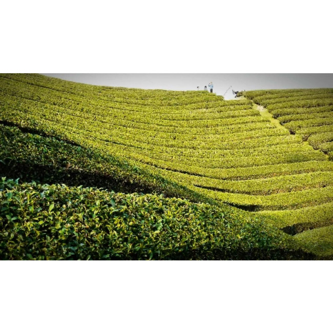 Ceai Verde Japonez Bio Matcha Maycha Ookawa 20 gr